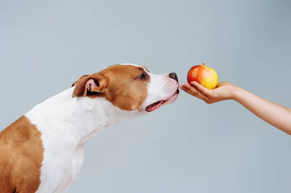 4 frutas proibidas e 4 liberadas para cães