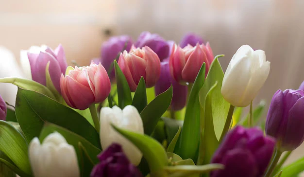 Como plantar e cuidar da tulipa para flores com cores vibrantes e duradouras