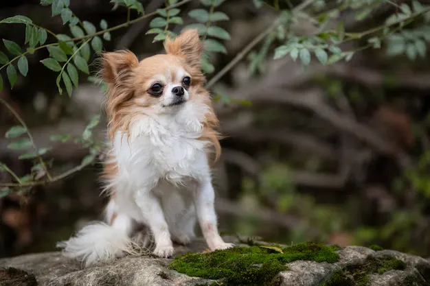 Raças de cães pequenos e fofos 6 opções perfeitas para espaços pequenos