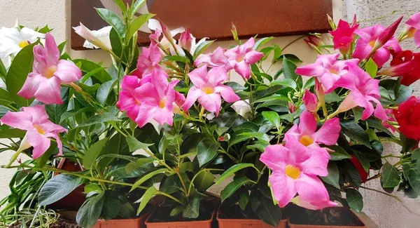 Mandevila-do-brasil encante-se com as cores da Dipladênia na seu jardim