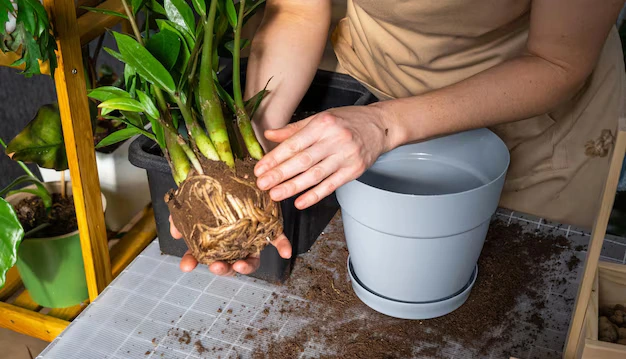 O que fazer quando suas plantas começam a apodrecer na base