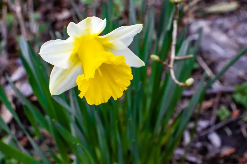 Os 6 tipos de Narcisos mais lindos para embelezar sua casa