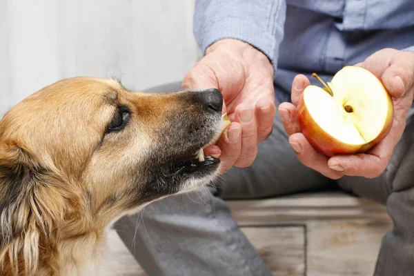 4 frutas proibidas e 4 liberadas para cães