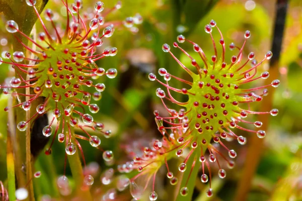 Plantas carnívoras -Drosera