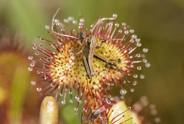 Plantas carnívoras -Drosera