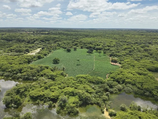 Plantação de Maconha