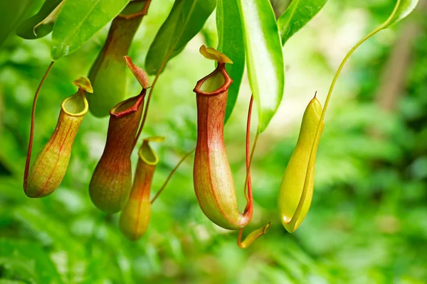 Plantas carnívoras - Nepenthes