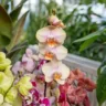 dicas para manter suas orquídeas florescendo por mais tempo - Foto Freepik