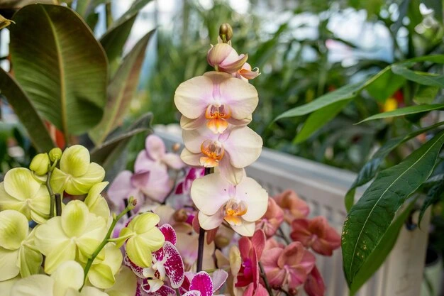 dicas para manter suas orquídeas florescendo por mais tempo - Foto Freepik