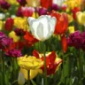 Como plantar e cuidar da tulipa para flores com cores vibrantes e duradouras