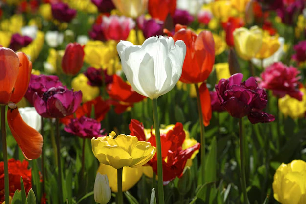 Como plantar e cuidar da tulipa para flores com cores vibrantes e duradouras