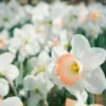 Os 6 tipos de Narcisos mais lindos para embelezar sua casa