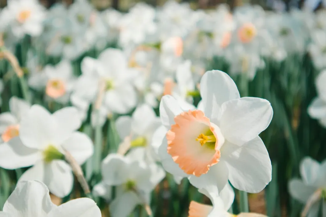 Os 6 tipos de Narcisos mais lindos para embelezar sua casa