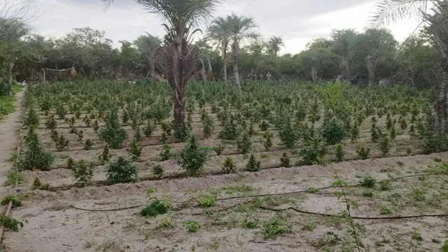 Pés de Maconha