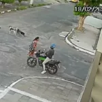 Mulher é atacada por cachorros de rua no bairro Santa Mônica