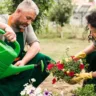 Qual a melhor hora para regar as plantas e garantir a umidade certa para elas