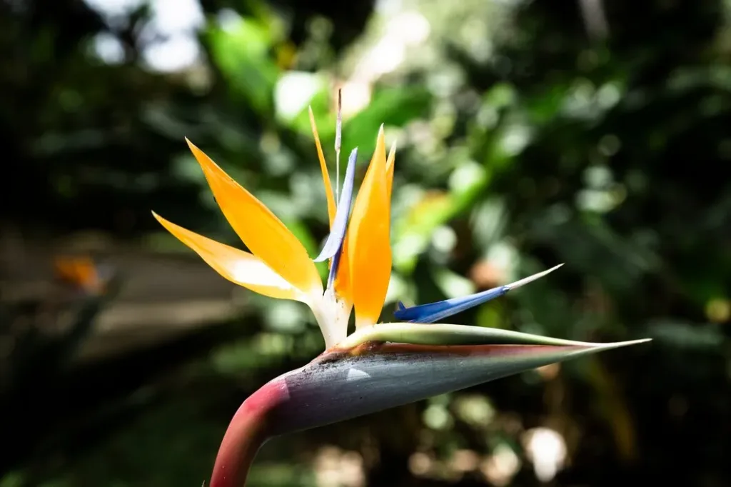 Strelitzia reginae Ave-do-Paraíso