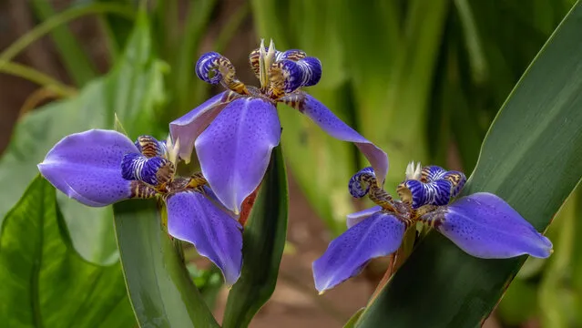 Erros na rega do falso-íris que podem matar sua planta sem você perceber!