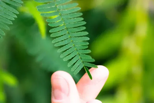 mimosa pudica