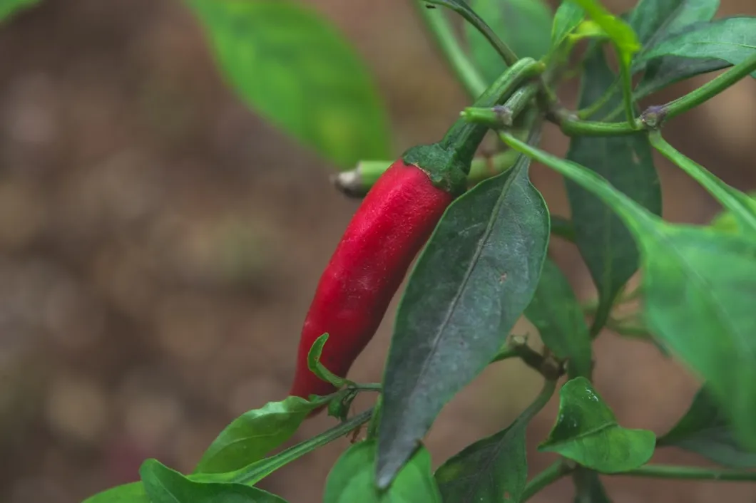 8 passos para plantar pimenta caiena em vasos no quintal