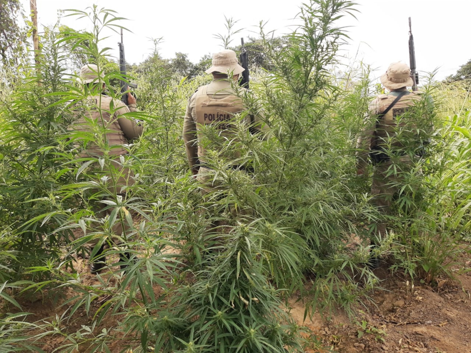 Apreensão de maconha em Curaçá