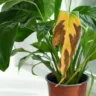 Plantas com folhas amareladas 5 dicas para salvar suas plantinhas