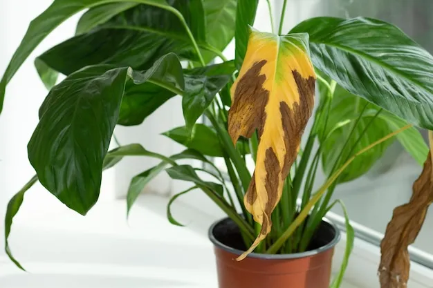 Plantas com folhas amareladas 5 dicas para salvar suas plantinhas