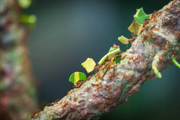 3 formas naturais de afastar as formigas cortadeiras do seu jardim