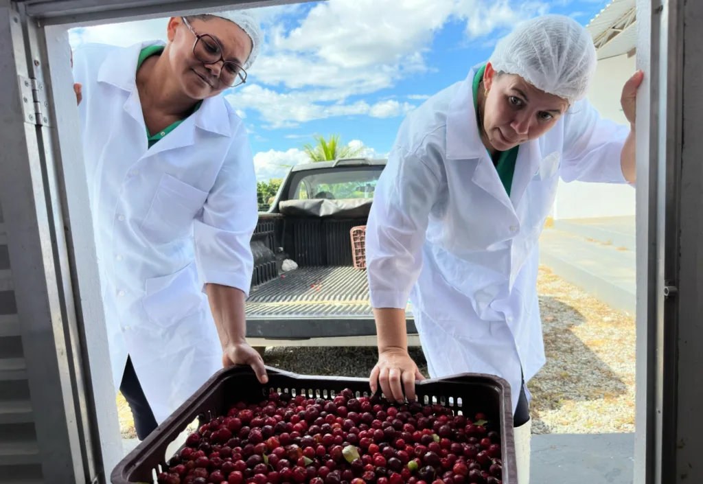 Mulheres rurais do Vale do Jiquiriçá ampliam produção de polpas de frutas com agroindústria familiar