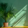 5 plantas para decorar cantinhos da casa sem luz direta