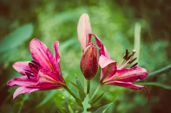 Como fazer mudas do lírio-oriental e multiplicar suas flores coloridas