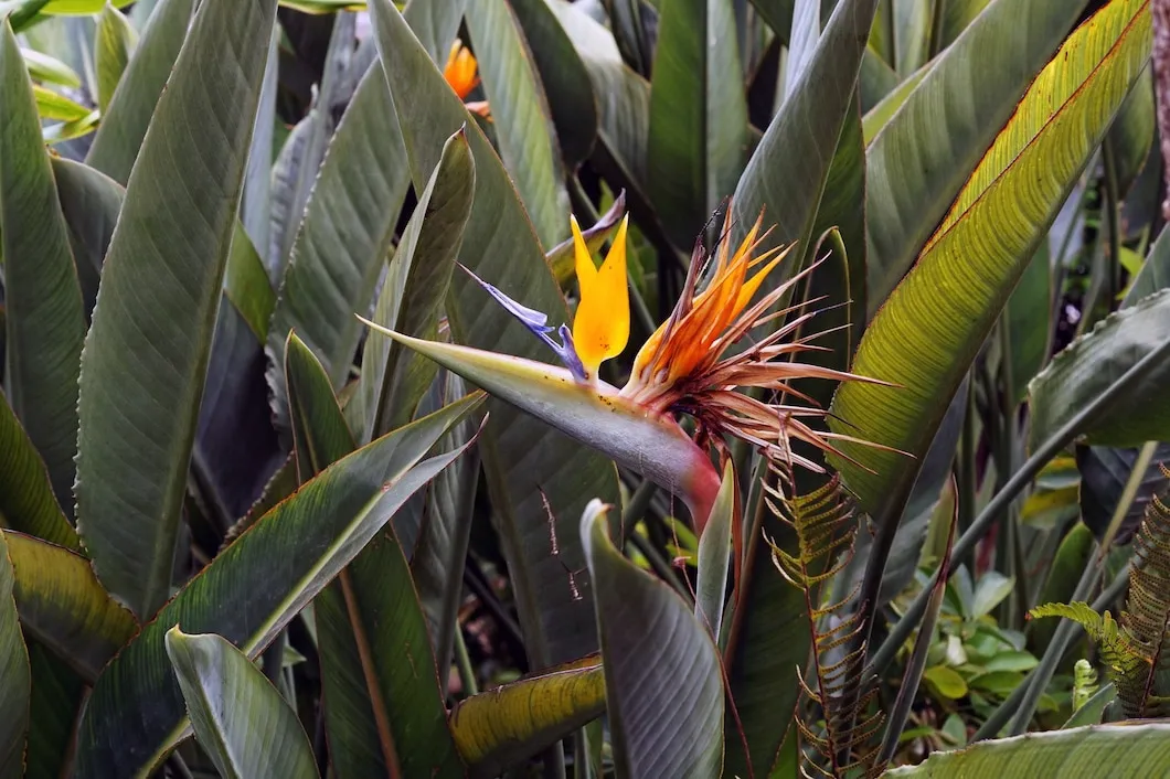 Strelitzia reginae Ave-do-Paraíso