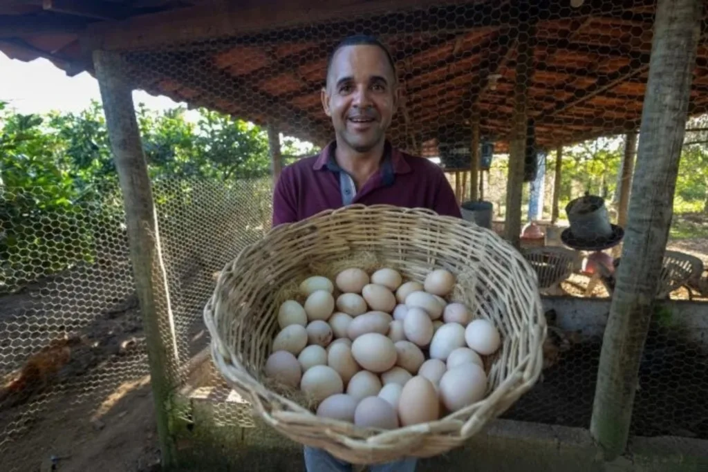 produção de ovos