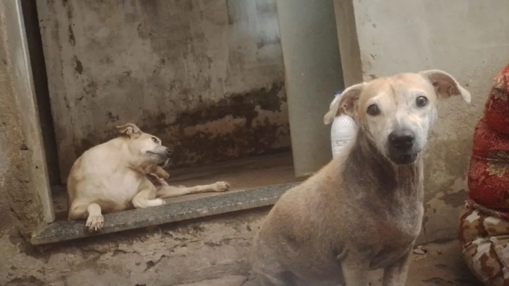  Cães da cuidadora Sandra| Foto leitor/Acorda Cidade