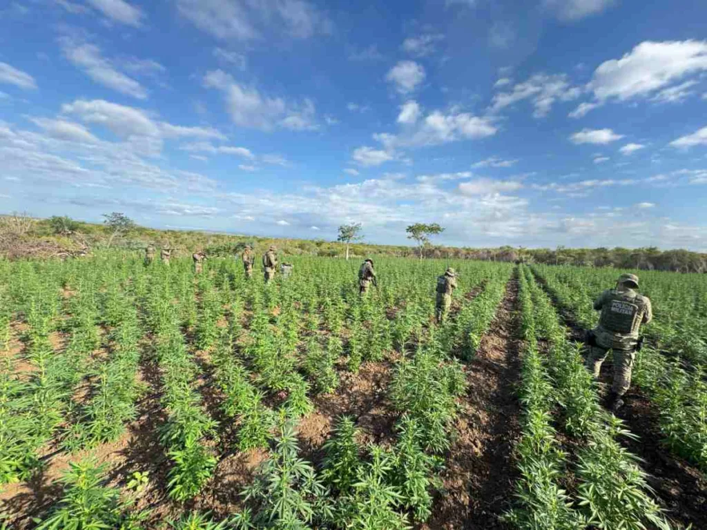 Cipe Caatinga