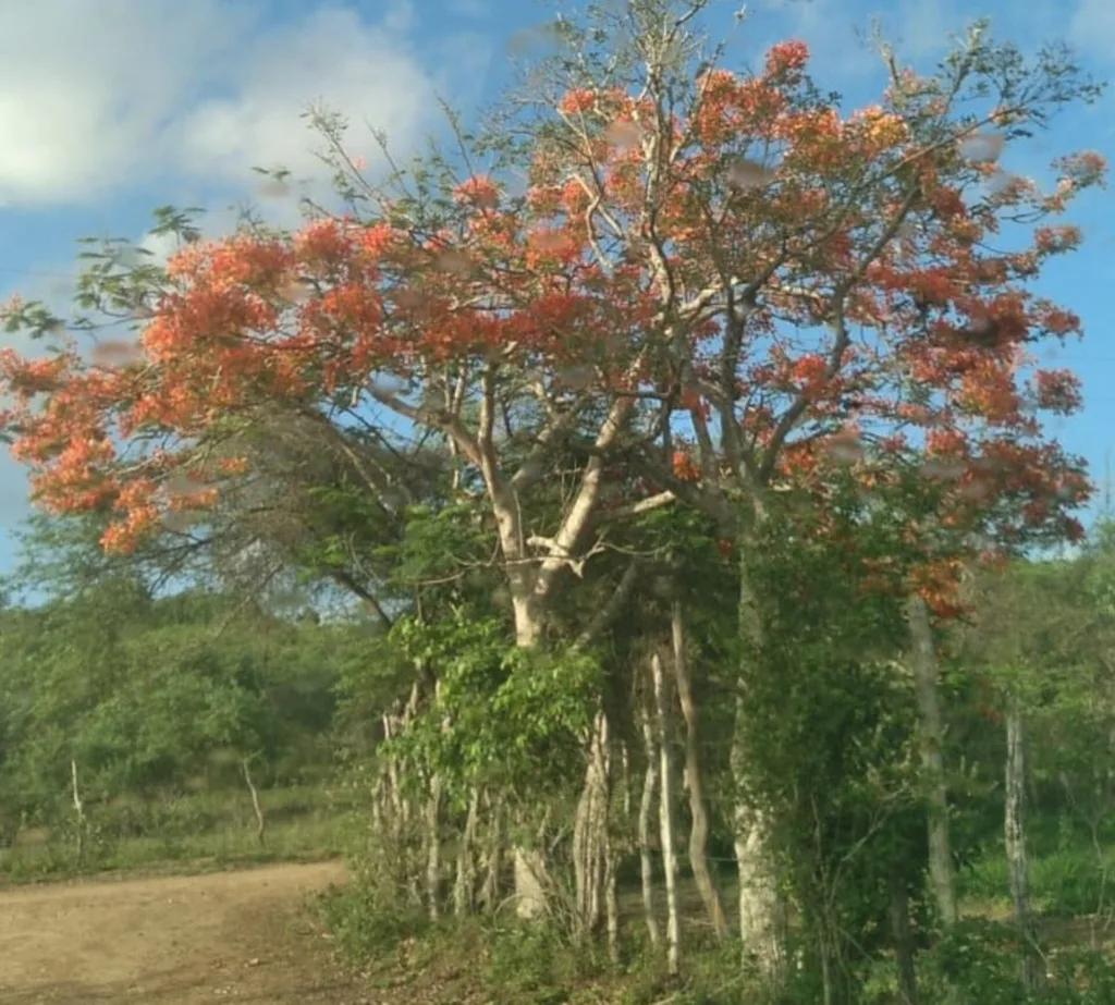 caminhada ecológica matinha