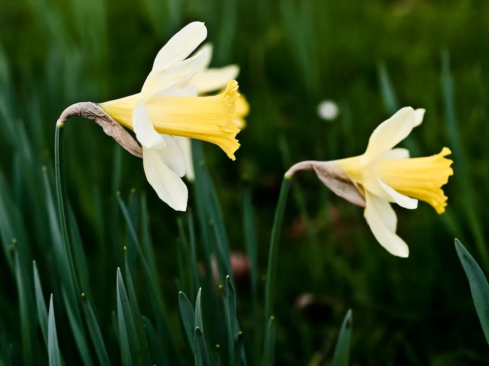 Saiba por que o Narciso é a flor ideal para os nascidos em março