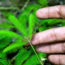 mimosa pudica