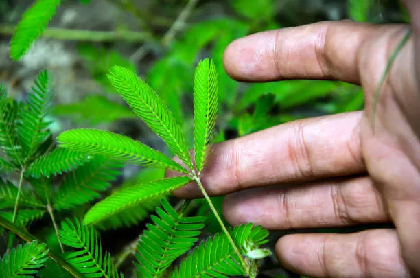 mimosa pudica