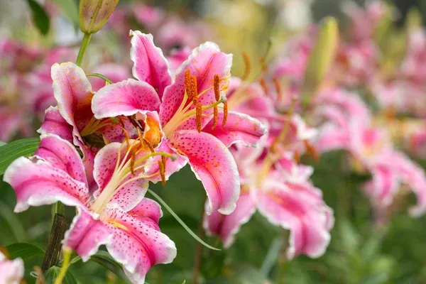 Como fazer mudas do lírio-oriental e multiplicar suas flores coloridas