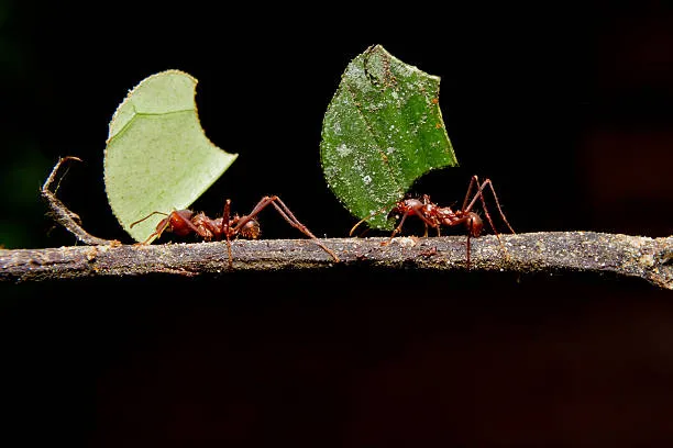 3 formas naturais de afastar as formigas cortadeiras do seu jardim