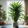 Dracena 3 cuidados que você não pode desprezar