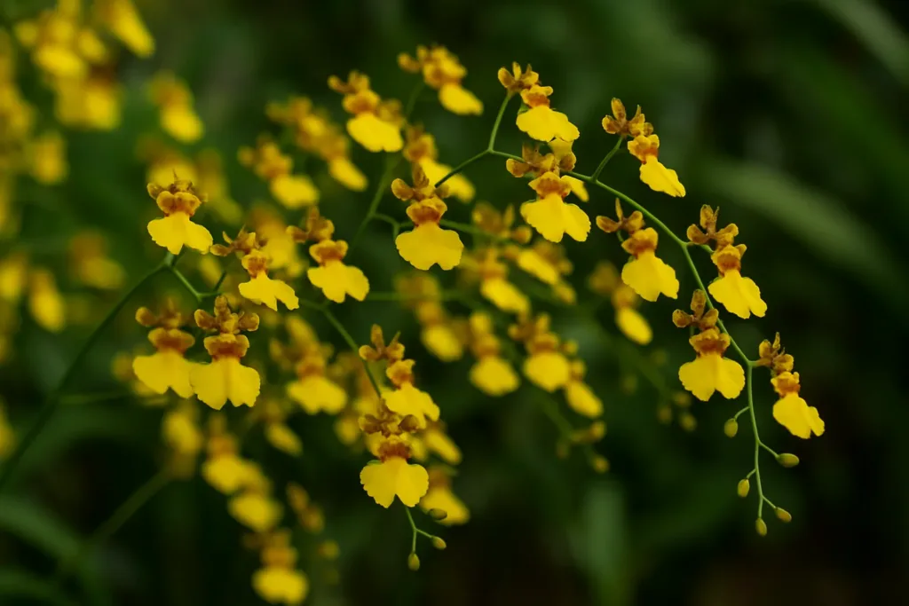 OrquÃdea chuva-de-ouro com flores que caem na mesma semana Veja o que corrigir OrquÃdea chuva-de-ouro com flores que caem na mesma semana Veja o que corrigir