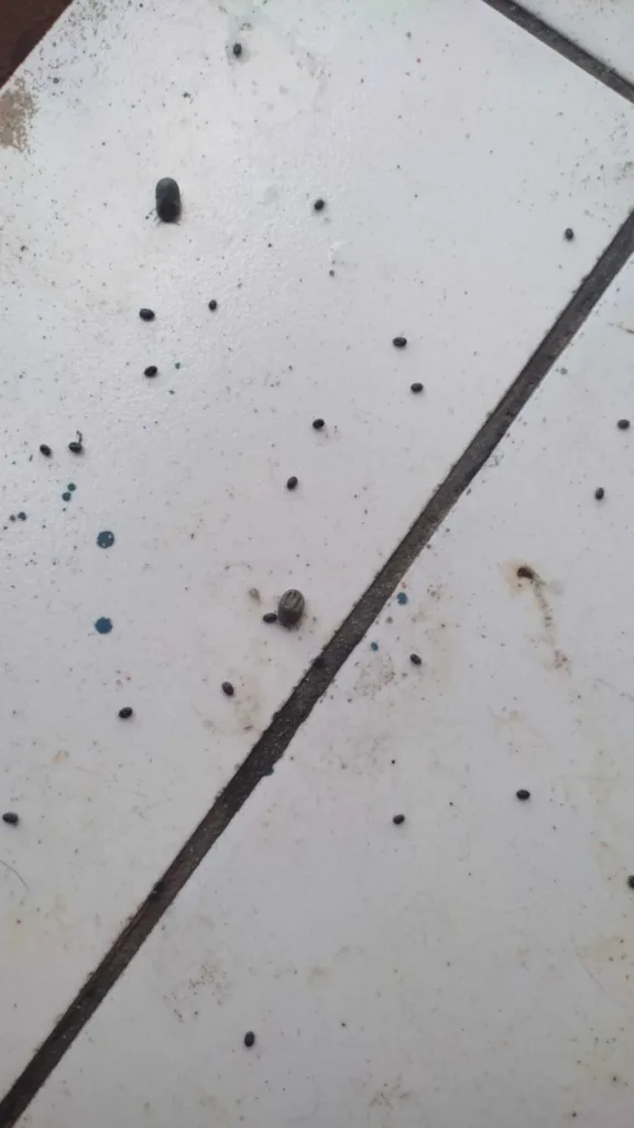 Posto de saúde Gabriela II está infestado por carrapatos