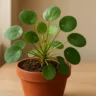Por que a pilea para de crescer de repente mesmo com rega e luz adequadas