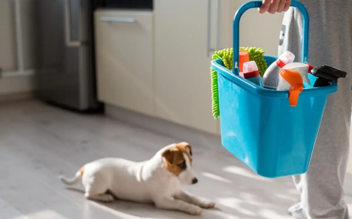 Produtos de limpeza e pets - cão - pet