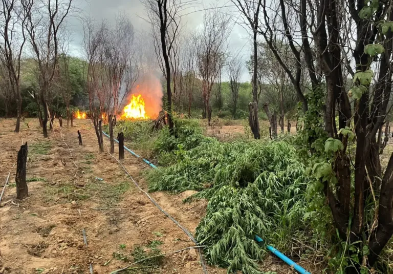 pés de maconha