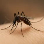 Repelente para o mosquito de dengue receita caseira com manjericão e cravo para se proteger