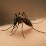 Repelente para o mosquito de dengue receita caseira com manjericão e cravo para se proteger