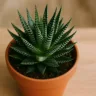 Haworthia como cuidar da suculenta que se adapta a qualquer espaço e tem folhas com textura brilhante